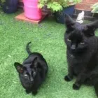 Business 59 image THE MIDLANDS PET NANNY Pets & Animals in Coalville Le