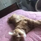 Business 62 image THE MIDLANDS PET NANNY Pets & Animals in Coalville Le