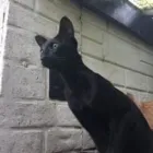 Business 67 image THE MIDLANDS PET NANNY Pets & Animals in Coalville Le