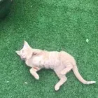 Business 69 image THE MIDLANDS PET NANNY Pets & Animals in Coalville Le