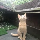 Business 79 image THE MIDLANDS PET NANNY Pets & Animals in Coalville Le