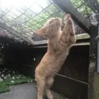 Business 85 image THE MIDLANDS PET NANNY Pets & Animals in Coalville Le