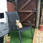 Business 86 image THE MIDLANDS PET NANNY Pets & Animals in Coalville Le