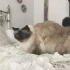 Business 87 image THE MIDLANDS PET NANNY Pets & Animals in Coalville Le