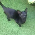 Business 90 image THE MIDLANDS PET NANNY Pets & Animals in Coalville Le