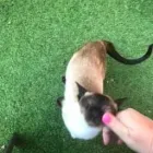 Business 93 image THE MIDLANDS PET NANNY Pets & Animals in Coalville Le