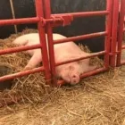 Business 96 image THE MIDLANDS PET NANNY Pets & Animals in Coalville Le