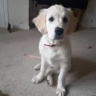 Business 98 image THE MIDLANDS PET NANNY Pets & Animals in Coalville Le