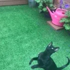 Business 100 image THE MIDLANDS PET NANNY Pets & Animals in Coalville Le