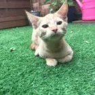 Business 103 image THE MIDLANDS PET NANNY Pets & Animals in Coalville Le