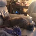 Business 105 image THE MIDLANDS PET NANNY Pets & Animals in Coalville Le