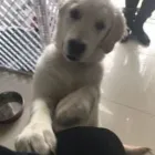 Business 106 image THE MIDLANDS PET NANNY Pets & Animals in Coalville Le