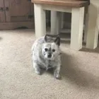 Business 107 image THE MIDLANDS PET NANNY Pets & Animals in Coalville Le