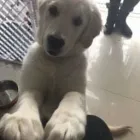 Business 108 image THE MIDLANDS PET NANNY Pets & Animals in Coalville Le