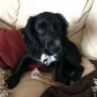 Business 109 image THE MIDLANDS PET NANNY Pets & Animals in Coalville Le