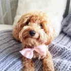 Business 112 image THE MIDLANDS PET NANNY Pets & Animals in Coalville Le