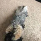 Business 113 image THE MIDLANDS PET NANNY Pets & Animals in Coalville Le