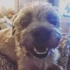 Business 119 image THE MIDLANDS PET NANNY Pets & Animals in Coalville Le