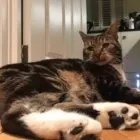 Business 121 image THE MIDLANDS PET NANNY Pets & Animals in Coalville Le