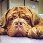 Business 122 image THE MIDLANDS PET NANNY Pets & Animals in Coalville Le