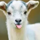 Business 127 image THE MIDLANDS PET NANNY Pets & Animals in Coalville Le