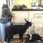 Business 128 image THE MIDLANDS PET NANNY Pets & Animals in Coalville Le