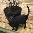 Business 129 image THE MIDLANDS PET NANNY Pets & Animals in Coalville Le