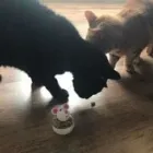 Business 132 image THE MIDLANDS PET NANNY Pets & Animals in Coalville Le