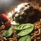 Business 134 image THE MIDLANDS PET NANNY Pets & Animals in Coalville Le