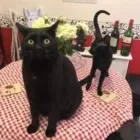 Business 135 image THE MIDLANDS PET NANNY Pets & Animals in Coalville Le