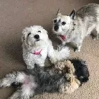 Business 136 image THE MIDLANDS PET NANNY Pets & Animals in Coalville Le