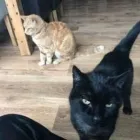 Business 138 image THE MIDLANDS PET NANNY Pets & Animals in Coalville Le