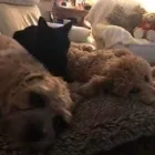 Business 139 image THE MIDLANDS PET NANNY Pets & Animals in Coalville Le