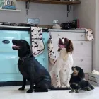 Business 140 image THE MIDLANDS PET NANNY Pets & Animals in Coalville Le