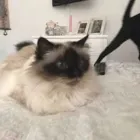 Business 142 image THE MIDLANDS PET NANNY Pets & Animals in Coalville Le