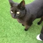 Business 148 image THE MIDLANDS PET NANNY Pets & Animals in Coalville Le