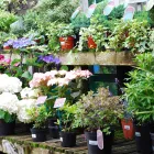 Business 6 image THE RIVERSIDE GARDEN CENTRE Garden Centres in Hertford He