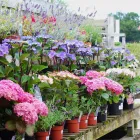 Business 1 image THE RIVERSIDE GARDEN CENTRE Garden Centres in Hertford He