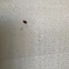 Business 2 image THERMAL PEST CONTROL KENT Pest & Animal Control in Kent Ke