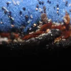 Business 6 image THERMAL PEST CONTROL KENT Pest & Animal Control in Kent Ke