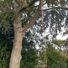 Business 2 image TIBBS TREE SURGEONS Tree Services in Radstock So