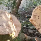 Business 5 image TIBBS TREE SURGEONS Tree Services in Radstock So