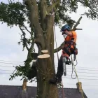 Business 10 image TIBBS TREE SURGEONS Tree Services in Radstock So