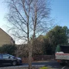 Business 15 image TIBBS TREE SURGEONS Tree Services in Radstock So