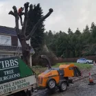 Business 17 image TIBBS TREE SURGEONS Tree Services in Radstock So