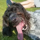 Business 2 image TOP DOG HOUSE Pets & Animals in Wirral Me