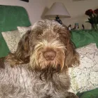 Business 1 image TOWN & COUNTRY CARPETS Carpets & Rugs - Retail & Repair in SALE Ch