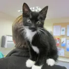 Business 4 image TOWN & COUNTRY CARPETS Carpets & Rugs - Retail & Repair in SALE Ch