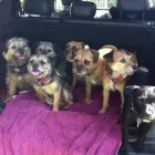 Business 2 image TOWN & COUNTRY CARPETS Carpets & Rugs - Retail & Repair in SALE Ch