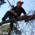 Business 4 image TREE PRO LTD Tree Services in Lenham Ke